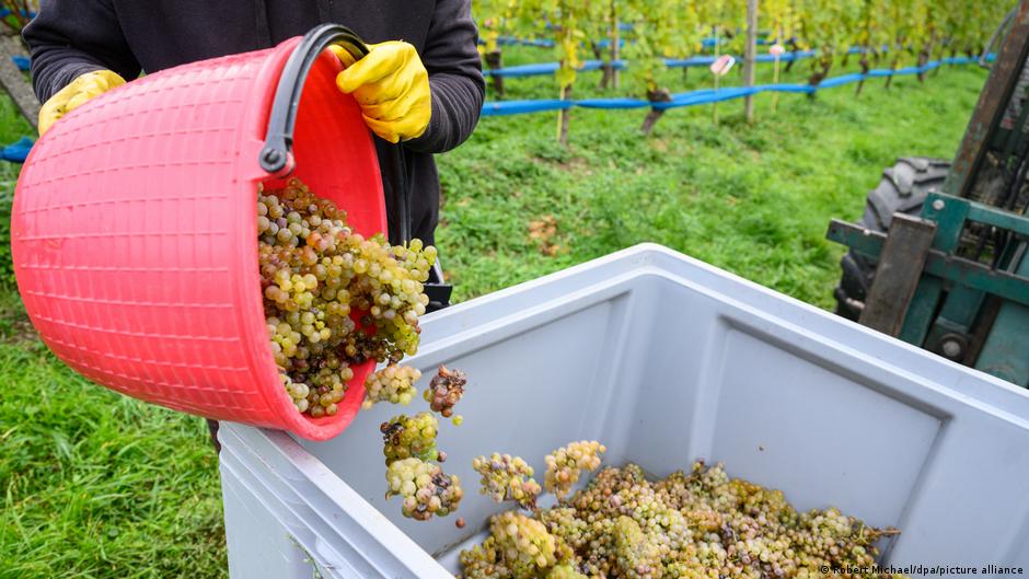 Niemiecka produkcja win w historycznym kryzysie