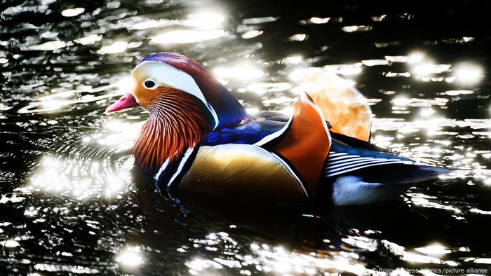 Pato de colores vivos nada en el agua.