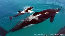 Un inexplicable y repentino incremento de ataques de orcas deja perplejos a científicos