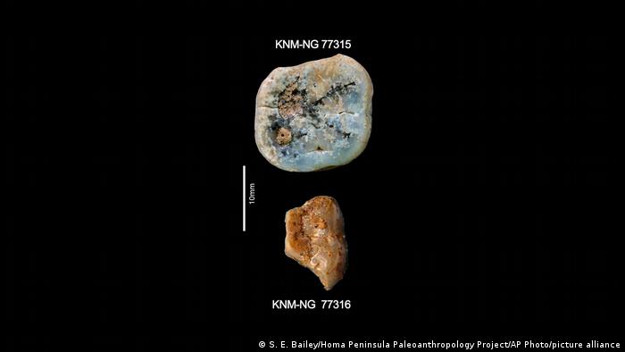 Molares de Paranthropus recuperados del yacimiento de Nyayanga.
