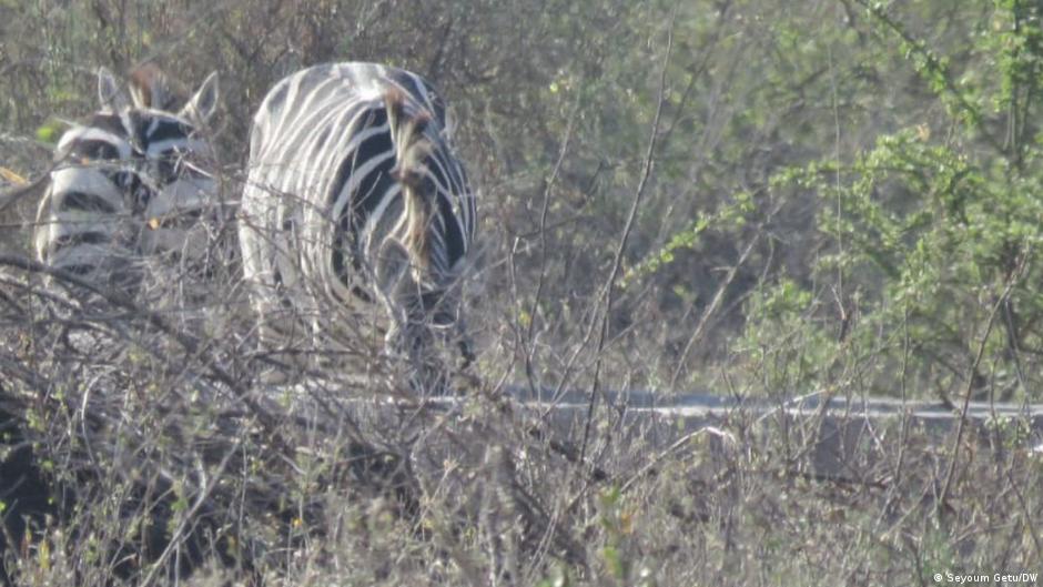 ቦቦረና የከፋው ድርቅ በዱር እንስሳት ላይ ያስከተለው ዕልቂት