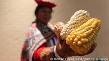 epa05661712 A Mexican indigenous woman protests against the production of genetically modifyed corn during the start of the Green Solutions 2016 event at the UN Biodiversity Conference in Cancun, Mexico, 05 December 2016. The conference, governened by the Conference of Parties, is organized to ensure the implementation of international agreements to protect biodiversity. EPA/ALONSO CUPUL ++ +++ dpa-Bildfunk +++