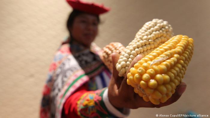 Una mujer mexicana sostiene tres mazorcas de maíz.