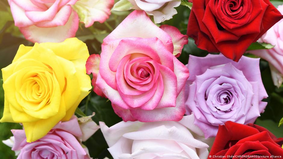 20 Million Roses for Valentine's Day DW 02/14/2023 TIme News