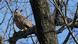 Un búho real euroasiático llamado Flaco se sienta en un árbol de Central Park en Nueva York. Un búho real euroasiático llamado Flaco se sienta en un árbol de Central Park en Nueva York.