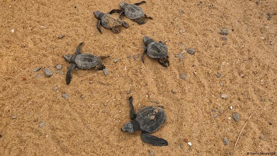 Turtles find friends in Benin