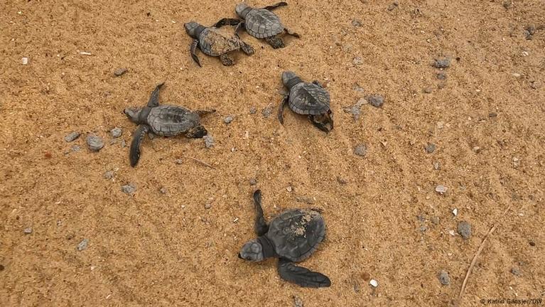 Turtles find friends in Benin – DW – 03/13/2023