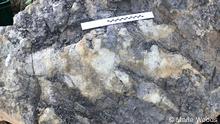 Hallan en Inglaterra la gran huella de un dinosaurio carnívoro