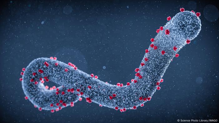Ilustración del virus de Marburgo, un virus de ácido ribonucleico ARN tubular que pertenece a la familia Filoviridae. Es responsable de la fiebre hemorrágica de Marburgo en humanos.