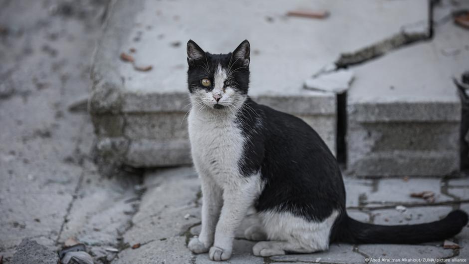 Sorge vor tödlichem Katzencoronavirus