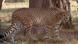 A cheetah in quarantine in a South African reserve, Sept 4, 2022 A cheetah in quarantine in a South African reserve, Sept 4, 2022