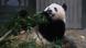 Un panda gigante mastica una rama de bambú, su platillo preferido Un panda gigante mastica una rama de bambú, su platillo preferido
