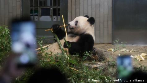 Japan bids farewell to giant panda sent to China