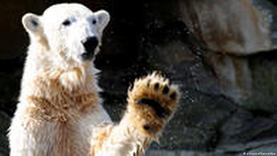 Polar bear Knut died from epileptic fit, report says | | News and in-depth reporting from and beyond | DW | 26.03.2011