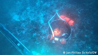Disa palombarë zhyten më thellë se 150 metra për të kapur koralet e vyera