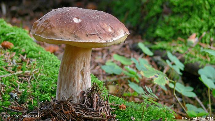 Flash-Galerie Schwarzwald Pilz (Michael Sauer/STG)