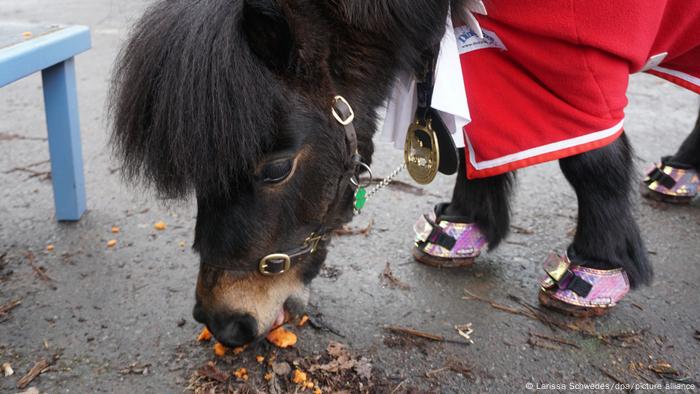 Pony Patrick frisst eine Karotte an seiner Bar. 