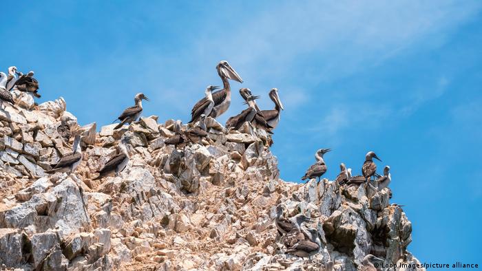 Una colonia de pelicanos en la costa del Perú
