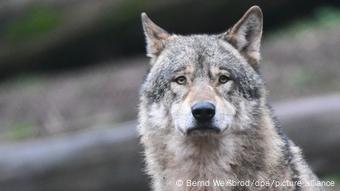 El lobo en la historia de la cultura