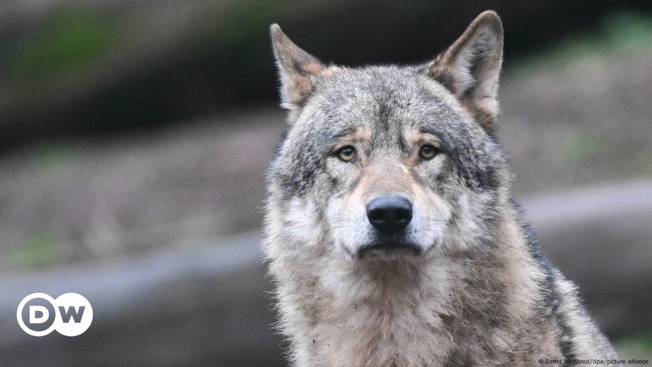 El lobo en la historia de la cultura