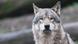 Primer plano de un lobo. Primer plano de un lobo.