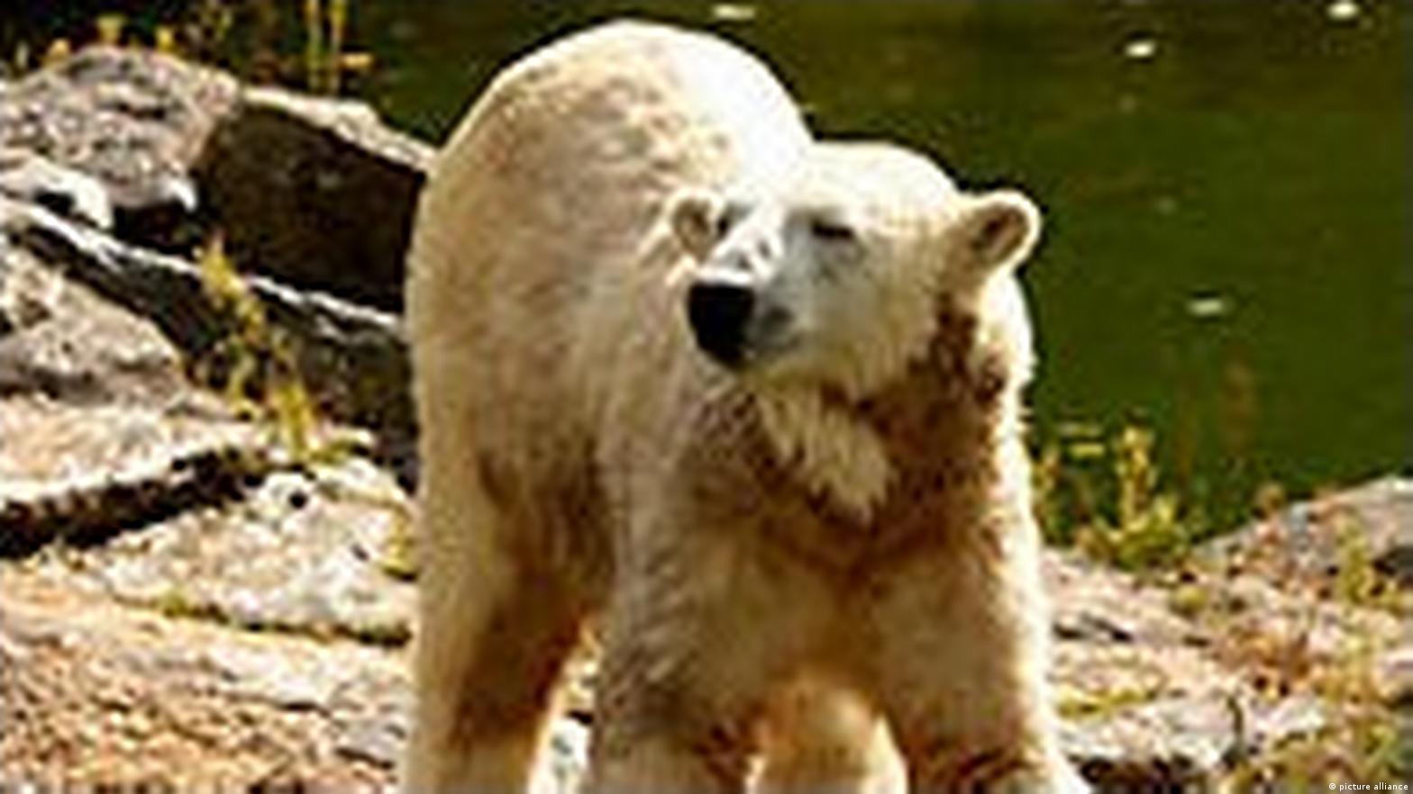 Knut's afterlife