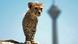 A cheetah cub pictured in Iran A cheetah cub pictured in Iran