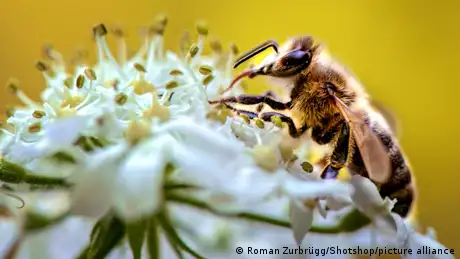 Dzika pszczoła poszukująca nektaru