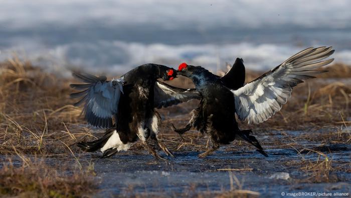 El lobo en la historia de la cultura Cultura DW 04.04.2023
