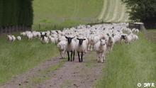Nueva Zelanda: ovejas respetuosas con el clima