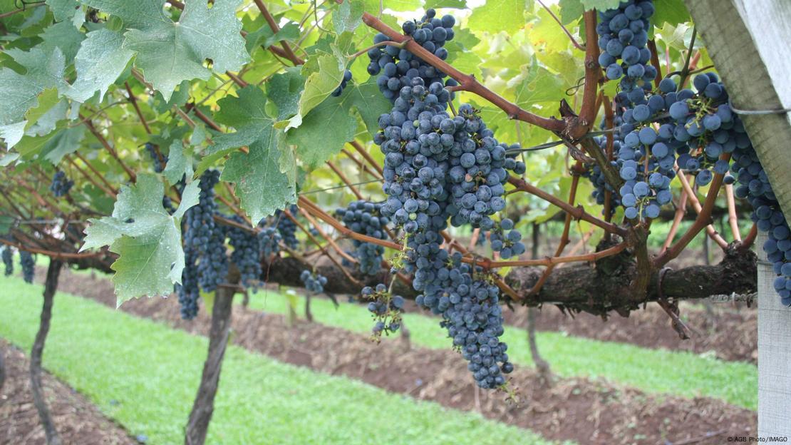 Cachos de uva em vinhedo