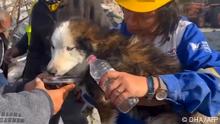 This handout photograph taken and released by Turkish agency DHA (Demiroren News Agency) on March 1, 2023 shows rescues feed a dog with water from a collapsed building 23 days after last month's 7.8-magnitude deadly earthquake. - Rescuers pulled alive a dog from a collapsed building in southern Turkey 23 days after last month's 7.8-magnitude deadly earthquake, local media reported on Thursday. (Photo by DEMIROREN NEWS AAGENCY / DHA (Demiroren News Agency) / AFP) / - Turkey OUT / RESTRICTED TO EDITORIAL USE - MANDATORY CREDIT AFP PHOTO / DHA (Demiroren News Agency) - NO MARKETING - NO ADVERTISING CAMPAIGNS - DISTRIBUTED AS A SERVICE TO CLIENTS / TURKEY OUT / RESTRICTED TO EDITORIAL USE - MANDATORY CREDIT AFP PHOTO / DHA (DEMIROREN NEWS AGENCY) - NO MARKETING NO ADVERTISING CAMPAIGNS - DISTRIBUTED AS A SERVICE TO CLIENTS