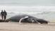 Workers walk near a dead whale that washed ashore in Seaside Park, New Jersey Workers walk near a dead whale that washed ashore in Seaside Park, New Jersey