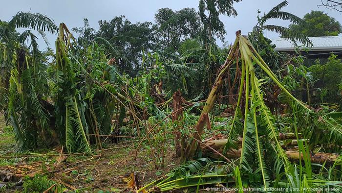 Zerstörte Plantagenbäume, abgeknickte Äste hängen nach unten