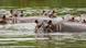 Hippos in Doradal, Colombia Hippos in Doradal, Colombia