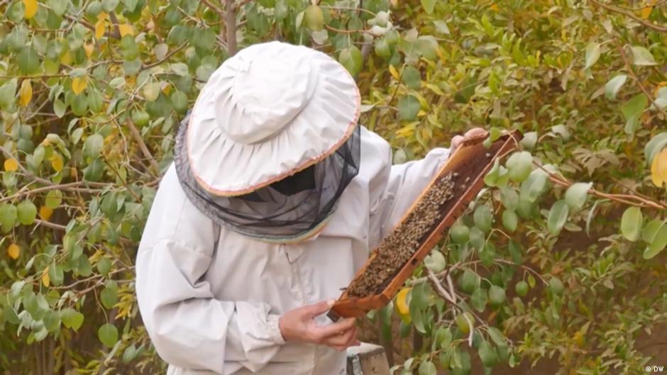 Descubren cómo las feromonas de la abeja reina influyen en la reproducción de sus hijas