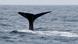 La cola de una ballena que se sumerge en el mar. La cola de una ballena que se sumerge en el mar.