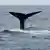 La cola de una ballena que se sumerge en el mar.