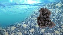 Deep Sea Mining - blessing or curse?
For the first time, the UN has agreed on a treaty to protect biodiversity in parts of the ocean outside of national boundaries. Marine life there has been at risk from climate change, overfishing and shipping traffic. New threats are also emerging as people look to the ocean for the mining of valuable minerals.
Tags: ocean, UN, climate change, deep sea mining,
