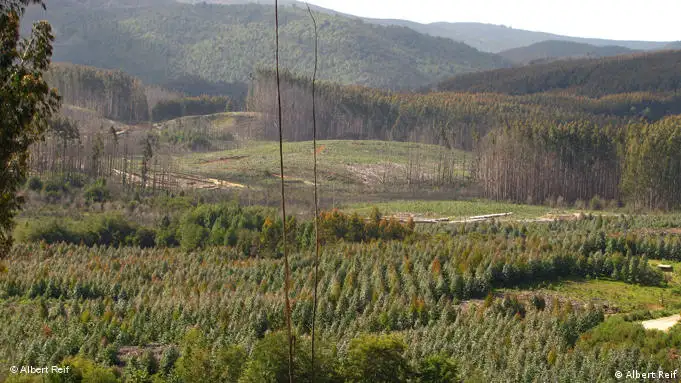 Eucalyptus plantation in Chile
