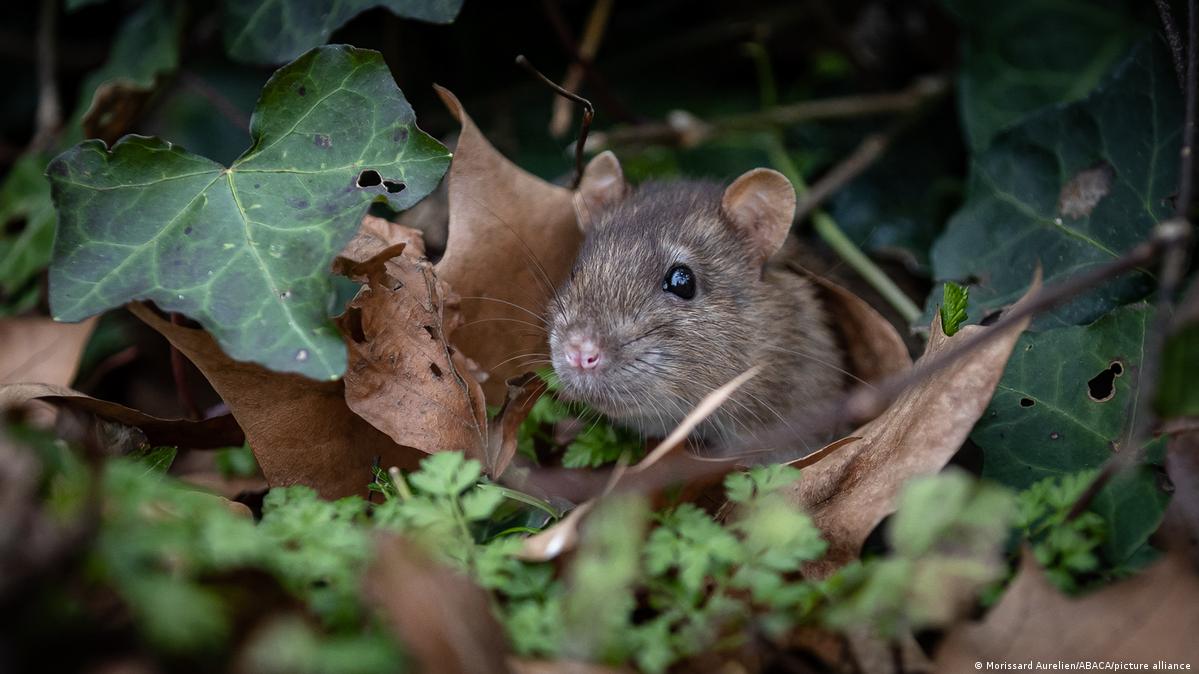 Urban Rats - Unknown Parallel World – DW – 08/13/2024