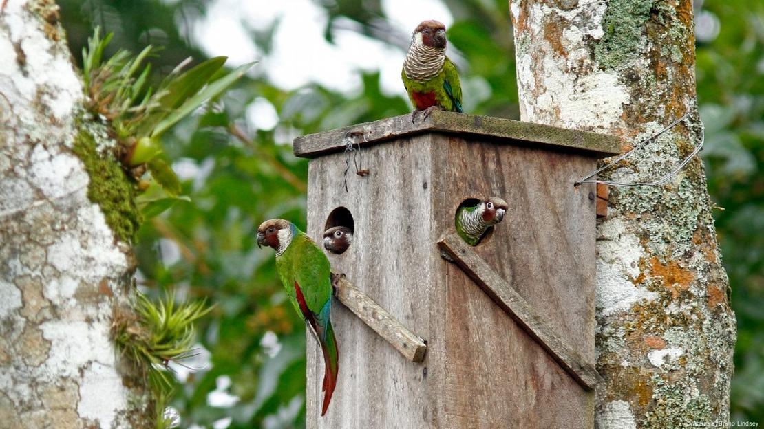 Periquitos cara-suja dentro de caixa de madeira com pequenas aberturas fixada em árvore