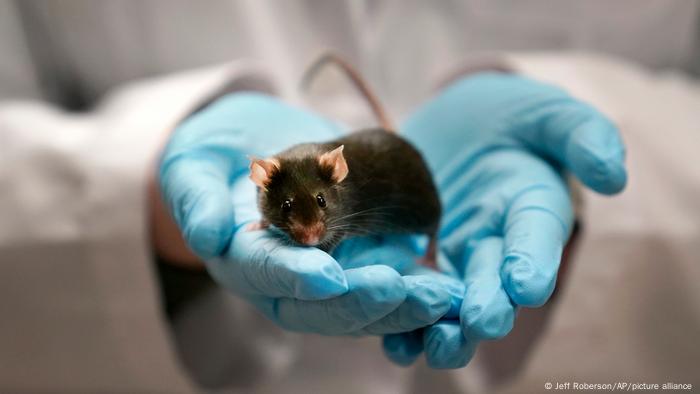 Un científico sostiene un ratón entre sus manos. 