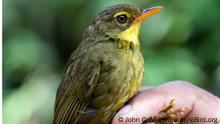 Sianakamadagaskarsänger Xanthomixis tenebrosa
John C. Mittermeier
2. Jan 2023
Antegnarano field camp (-14.5417, 49.4389), Antsiranana, Madagascar
https://www.birds.cornell.edu/home/terms-of-use/