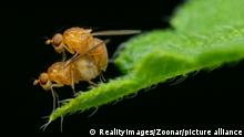 Mating pair of fruit fly, Drosophila melanogaster, Satara, Maharashtra, India