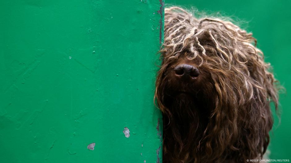 Crufts spanish water sales dog