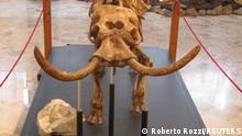 A mounted skeleton of an extinct Sicilian dwarf elephant, the size of a Shetland pony, is seen at Museo Geologico “G. G. Gemmellaro” in Palermo, Sicily, Italy in this undated handout photo.
Dwarf elephants that lived in Sicily and Cyprus were examples of the island effect, a rule in evolutionary biology describing how large-bodied species tend to downsize on islands while small-bodied species upsize. Roberto Rozzi/Handout via REUTERS THIS IMAGE HAS BEEN SUPPLIED BY A THIRD PARTY. NO RESALES. NO ARCHIVES. MANDATORY CREDIT