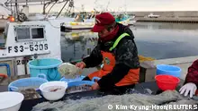 March 2, 2023**
Fisherman Haruo Ono, 71, washes noodle fish to be sold later on, at Tsurishihama fishing port in Shinchimachi, about 55 km away from the disabled Fukushima Dai-ichi nuclear power plant, in Fukushima Prefecture, Japan, March 2, 2023. The Tokyo Electric Power Co (Tepco), which runs the crippled nuclear power station, plans to soon start releasing into the sea more than a million tons of radioactive water from the plant that was used to cool the reactors in the aftermath of the March 11, 2011 tsunami that set off explosions and meltdowns, released radiation over a wide swathe and shut down fishing for more than a year due to worries about radiation. It's been 12 years and fish prices are rising, we're finally hoping to really get down to business, Haruo said. Now they're talking about releasing the water and we're going to have to go back to square one again. It's unbearable. REUTERS/Kim Kyung-Hoon SEARCH HOON FUKUSHIMA FOR THIS STORY. SEARCH WIDER IMAGE FOR ALL STORIES.