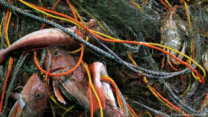 Fish in the net in a fishing boat at Shinchimachi harbor.