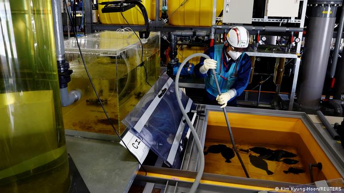 A Tepco employee cleans a tank in which flounder are bred.